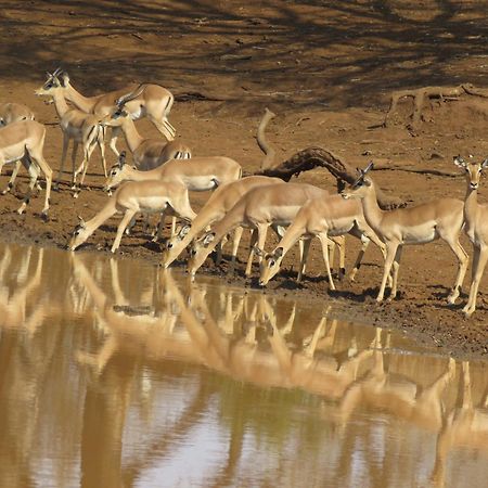 Sable Creek Safari Lodge Тзанеен Екстериор снимка