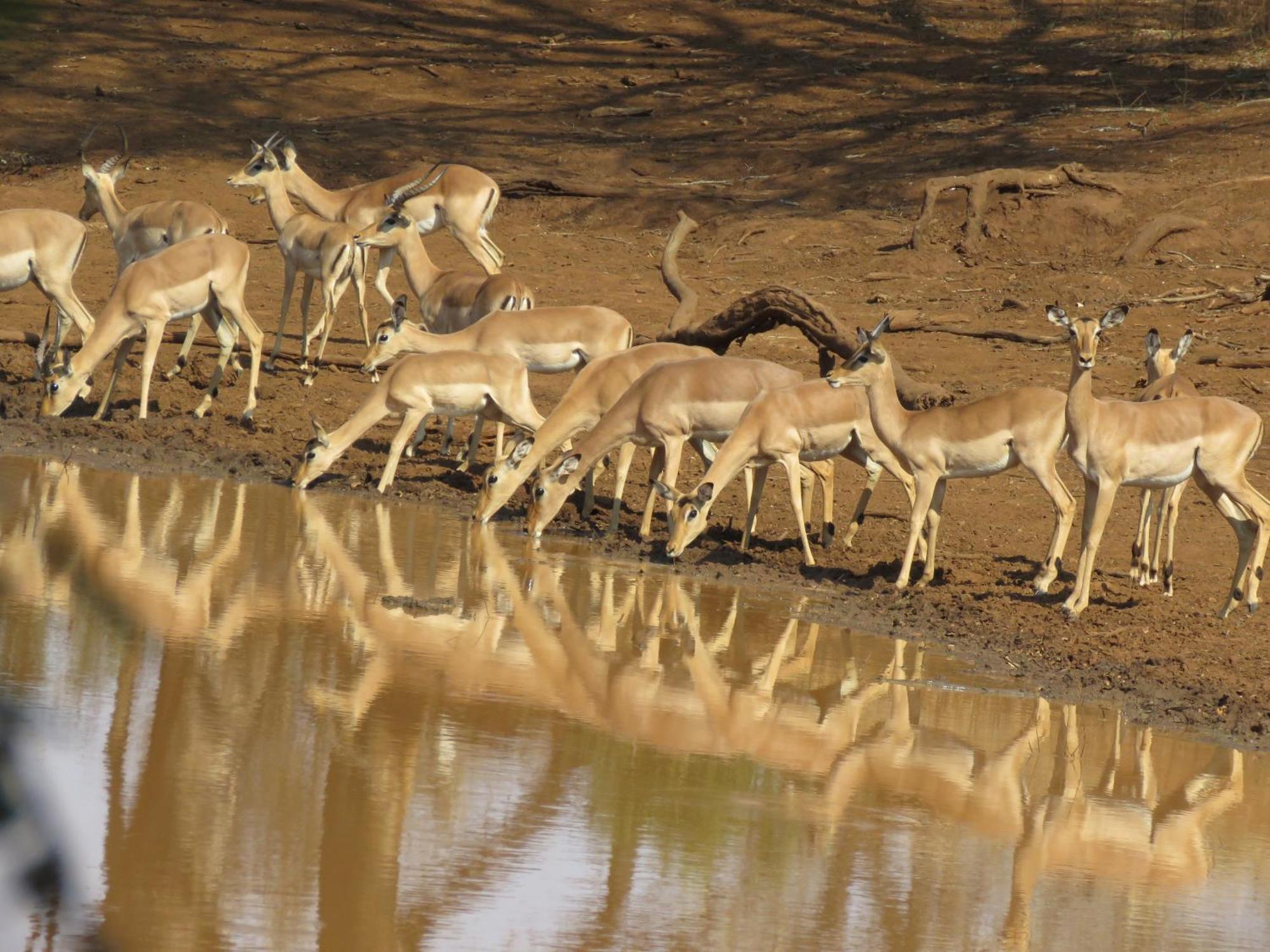 Sable Creek Safari Lodge Тзанеен Екстериор снимка