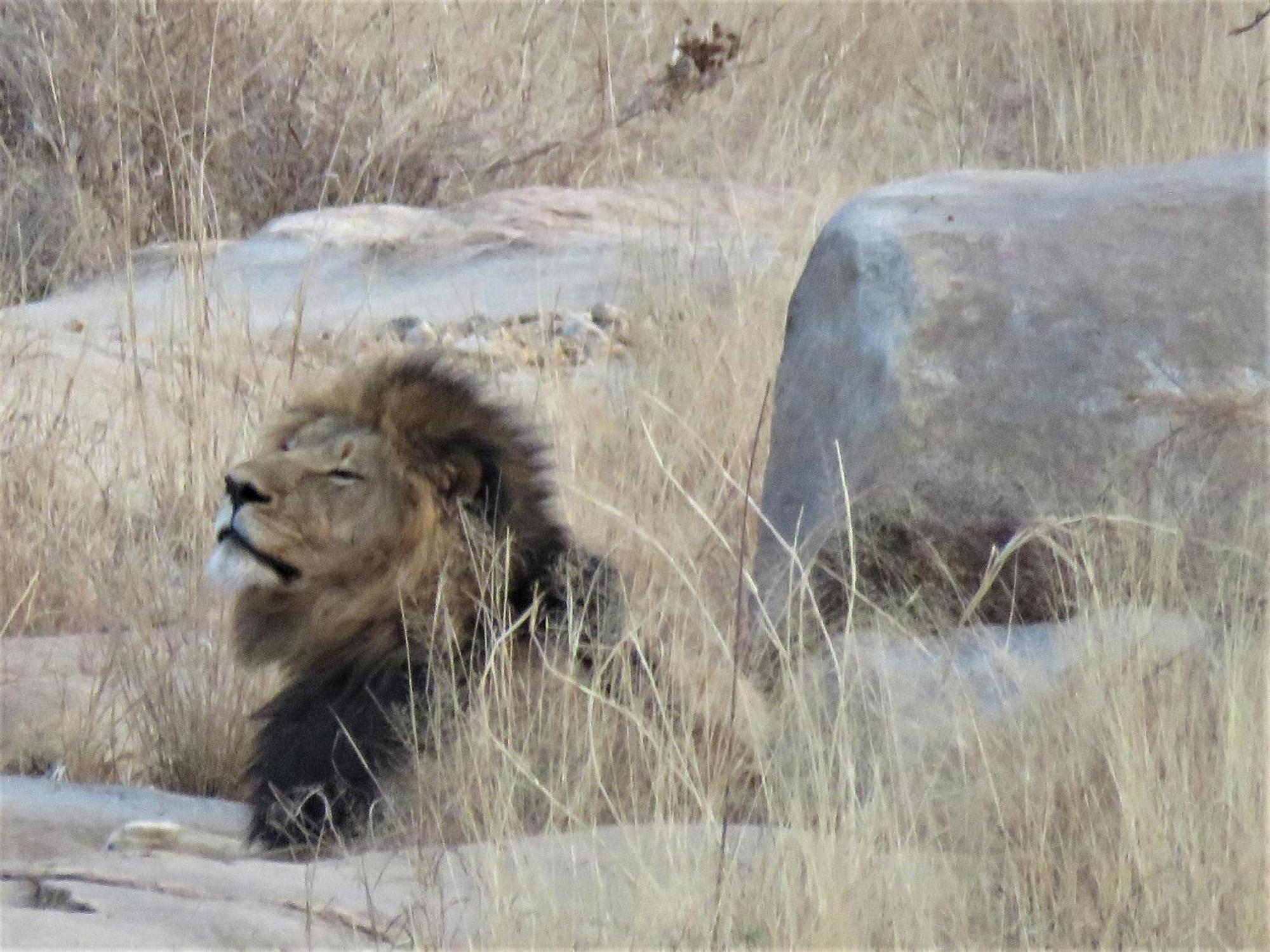 Sable Creek Safari Lodge Тзанеен Екстериор снимка