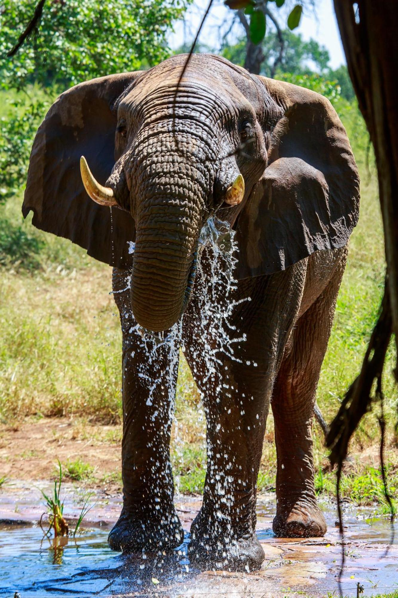 Sable Creek Safari Lodge Тзанеен Екстериор снимка