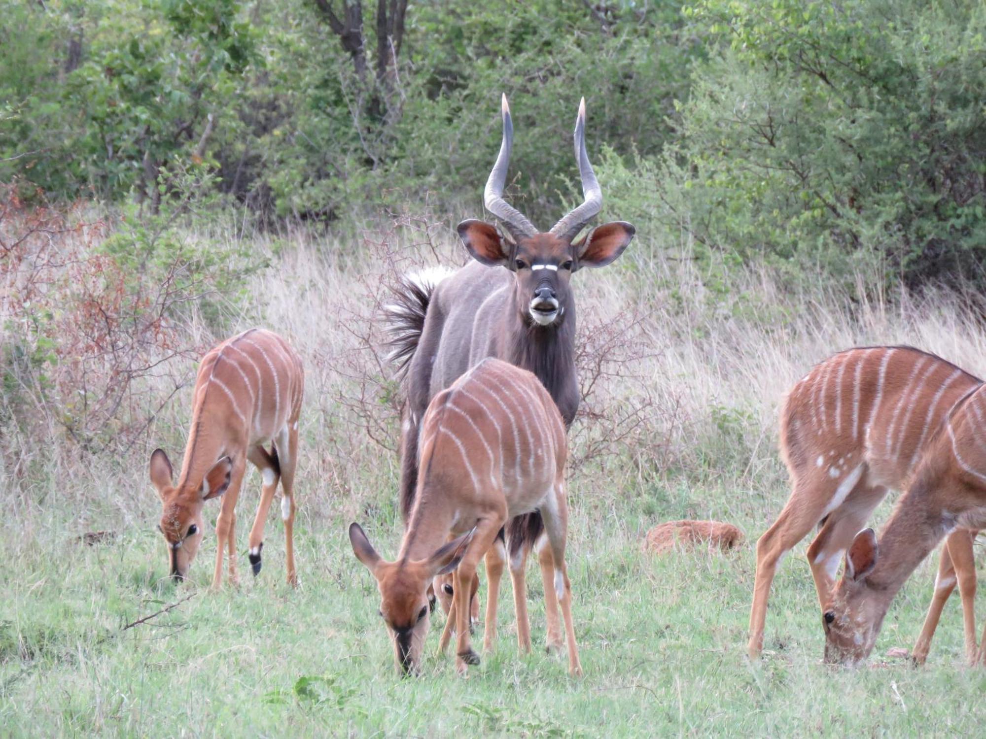 Sable Creek Safari Lodge Тзанеен Екстериор снимка